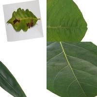 Dataset Image