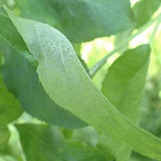 Dataset Image