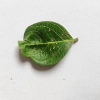 Dataset Image