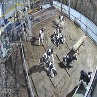 Dataset Image