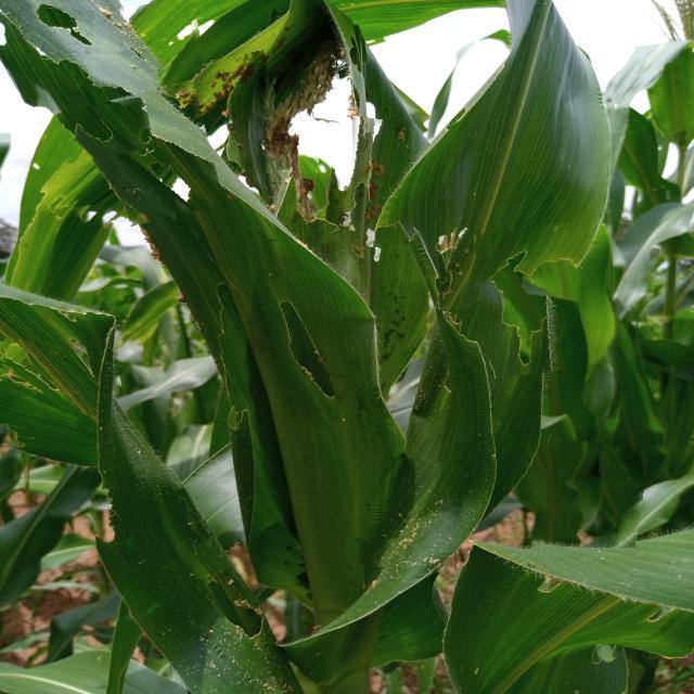 fall armyworm Object Detection Model (v2, 2024-10-01 4:10pm) by fall ...