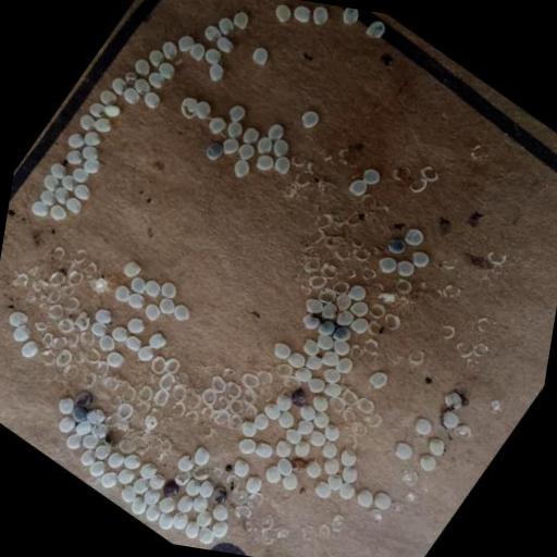 Dataset Image