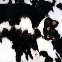 Dataset Image