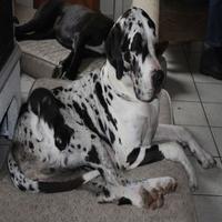 Dataset Image