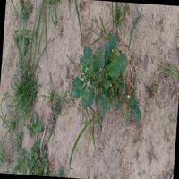 Dataset Image
