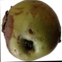 Dataset Image
