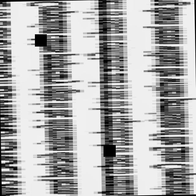 Dataset Image