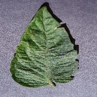Dataset Image