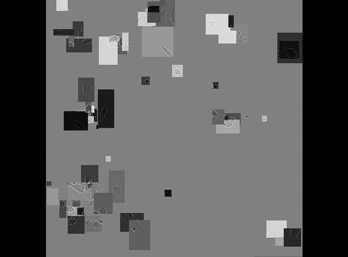 Dataset Image