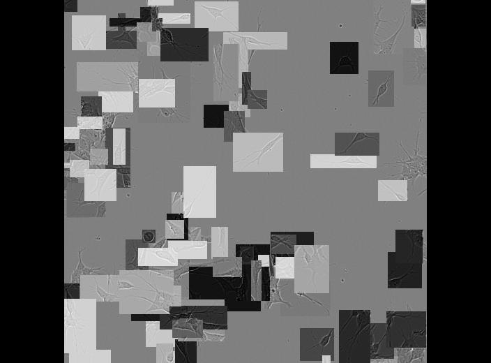 Dataset Image