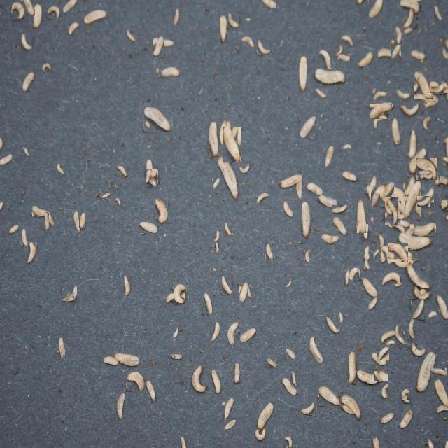 Dataset Image