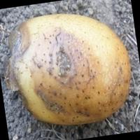 Dataset Image