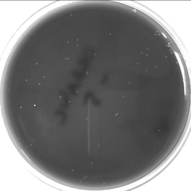 Dataset Image