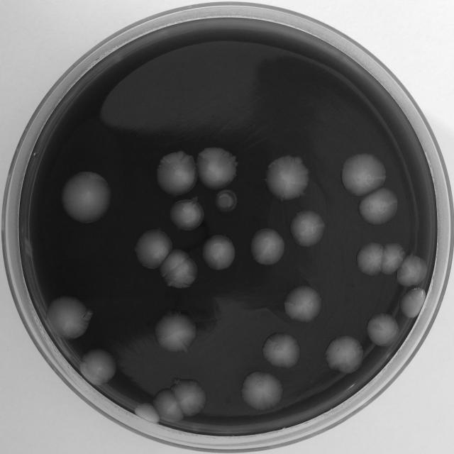 Dataset Image