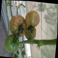 Dataset Image