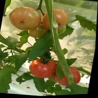 Dataset Image