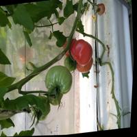 Dataset Image
