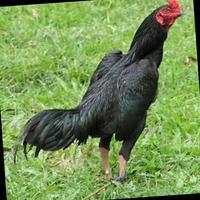 Dataset Image