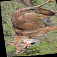 Dataset Image