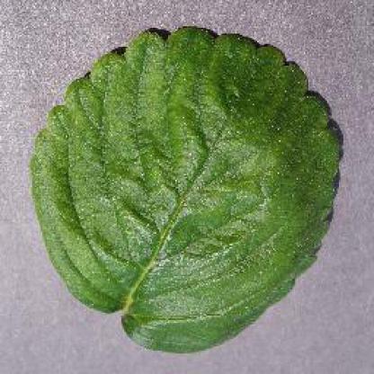 Dataset Image