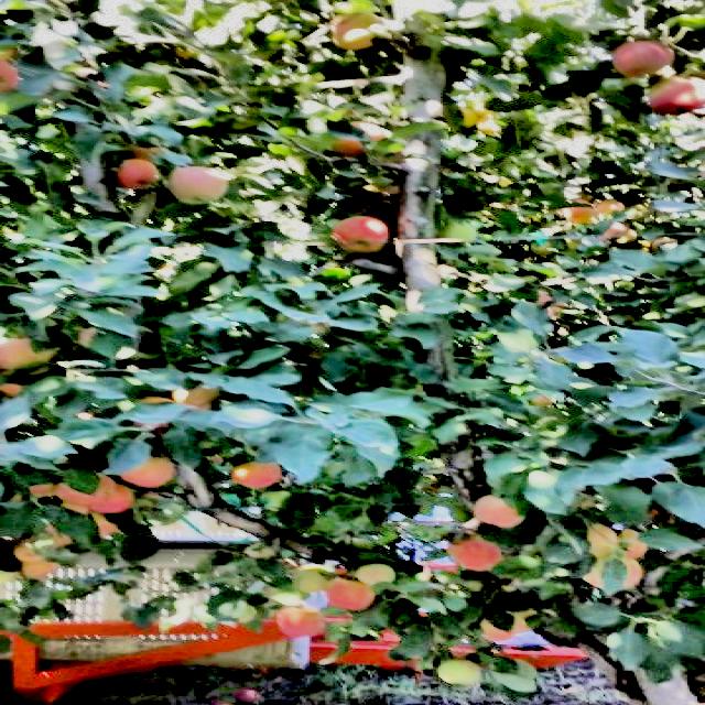 Dataset Image