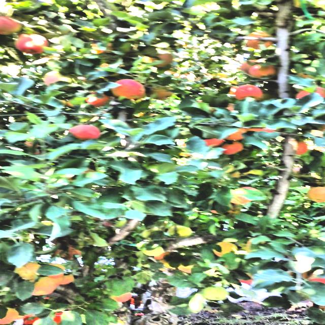Dataset Image