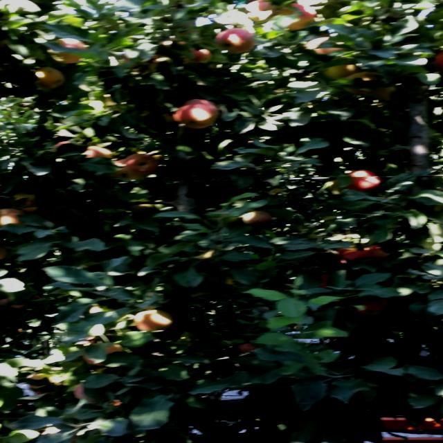 Dataset Image