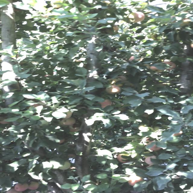 Dataset Image