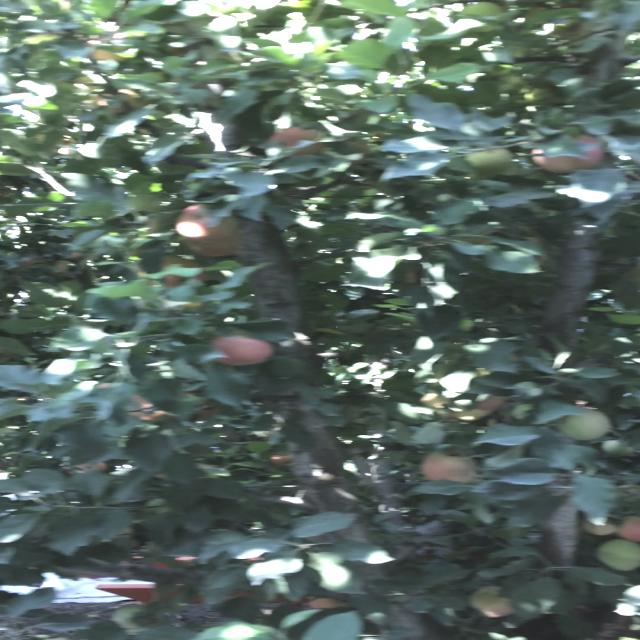 Dataset Image