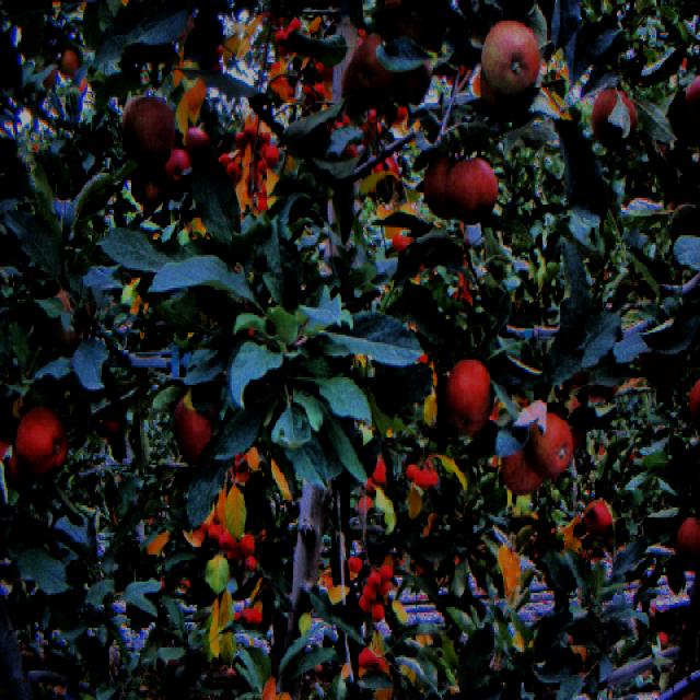 Dataset Image