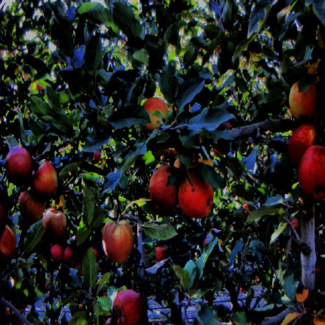 Dataset Image