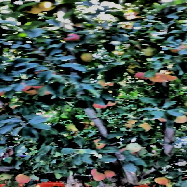 Dataset Image