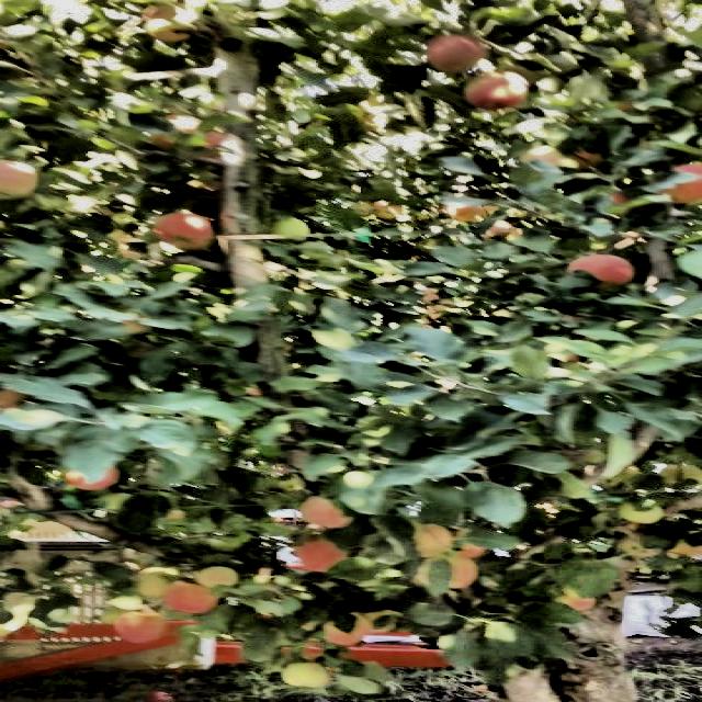 Dataset Image