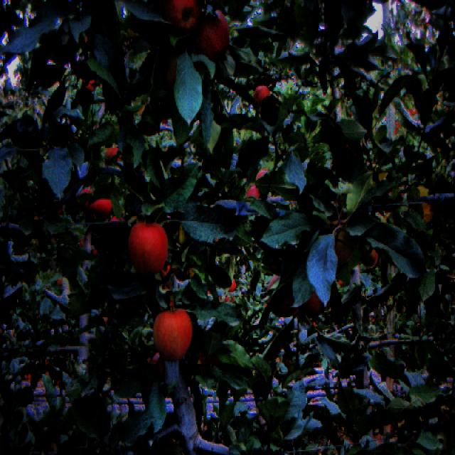 Dataset Image