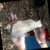 Dataset Image