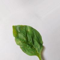 Dataset Image