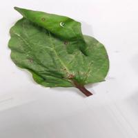 Dataset Image