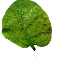 Dataset Image