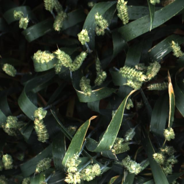Dataset Image