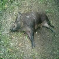 Dataset Image