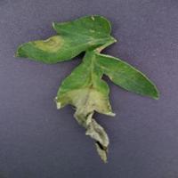 Dataset Image