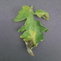 Dataset Image