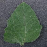 Dataset Image
