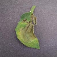 Dataset Image