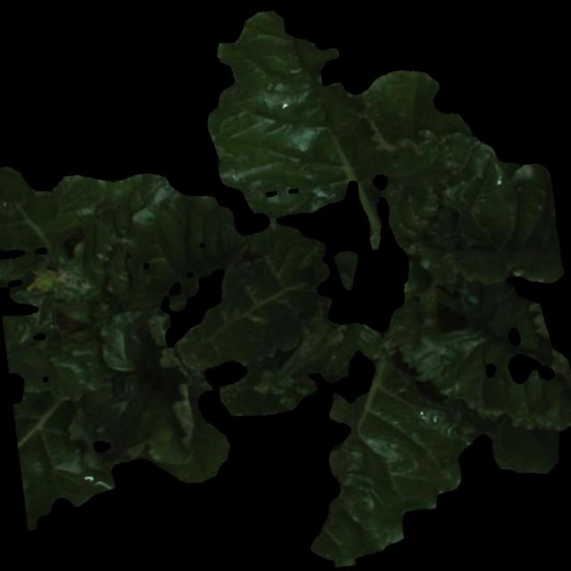 Dataset Image