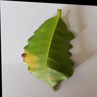 Dataset Image