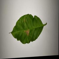 Dataset Image