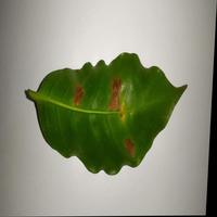 Dataset Image