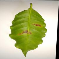 Dataset Image