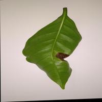 Dataset Image